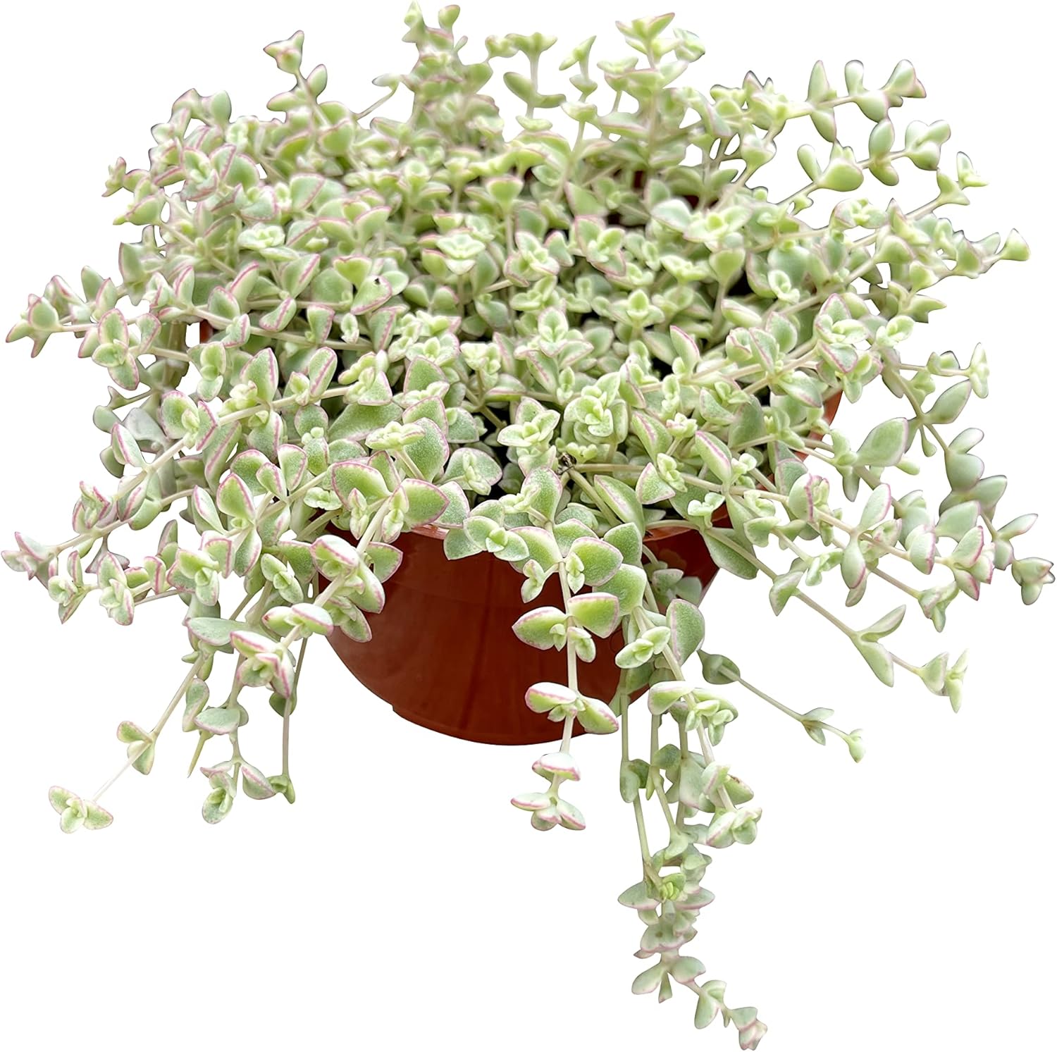 Live Succulent 4" Sedum Little Missy Variegated, Succulents Plants Live, Succulent Plants Fully Rooted, House Plant for Home Office Decoration, DIY Projects, Party Favor Gift by The Succulent Cult