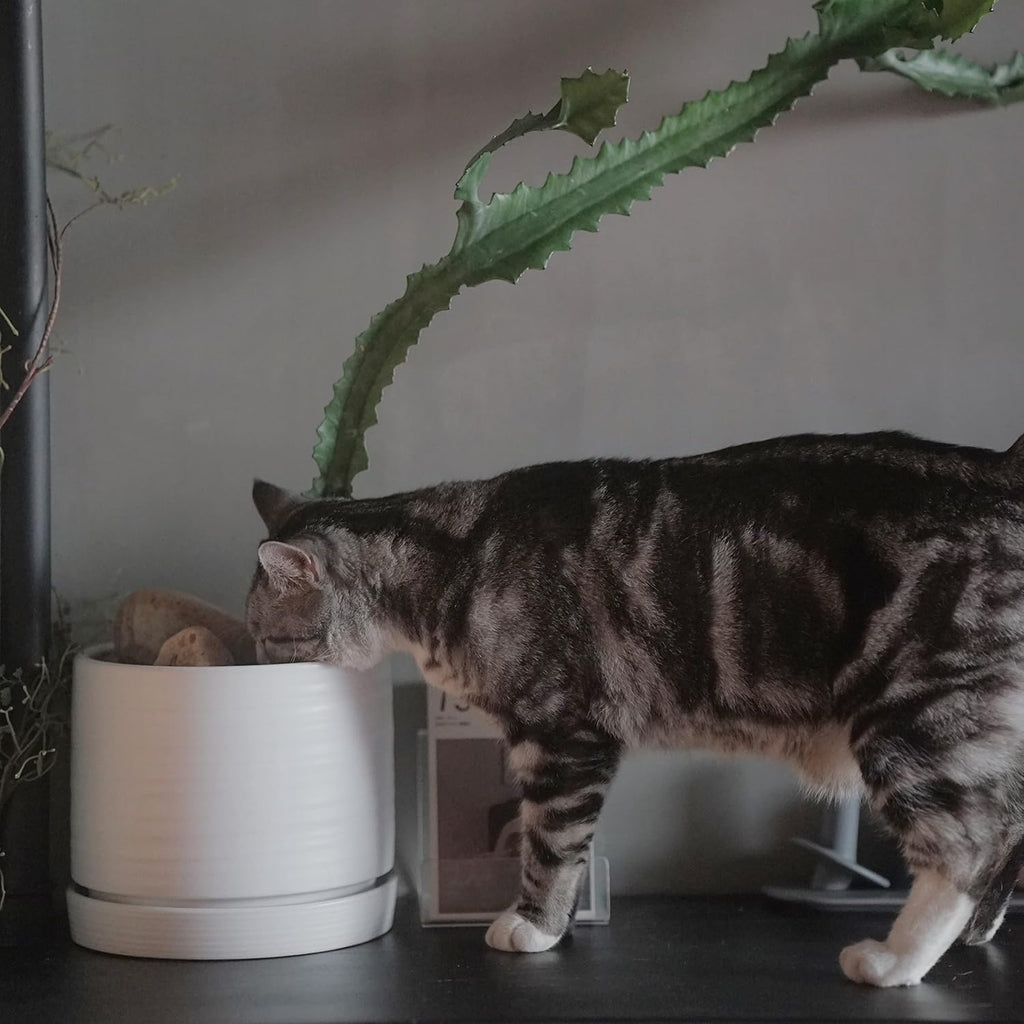 8 Inch Pots for Plants, Ceramic Planter Pot with Drainage Hole & Saucer, Indoor/Outdoor Cylinder Round Planter Pot, Matte White