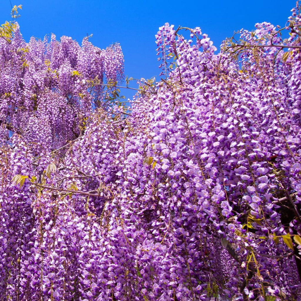 Purple Wisteria Tree Live Plant, 6 to 15 Inch in Height, 2.5 Inch Pot, Well Rooted, Wisteria Vine Plant, Wisteria Tree Live Plant