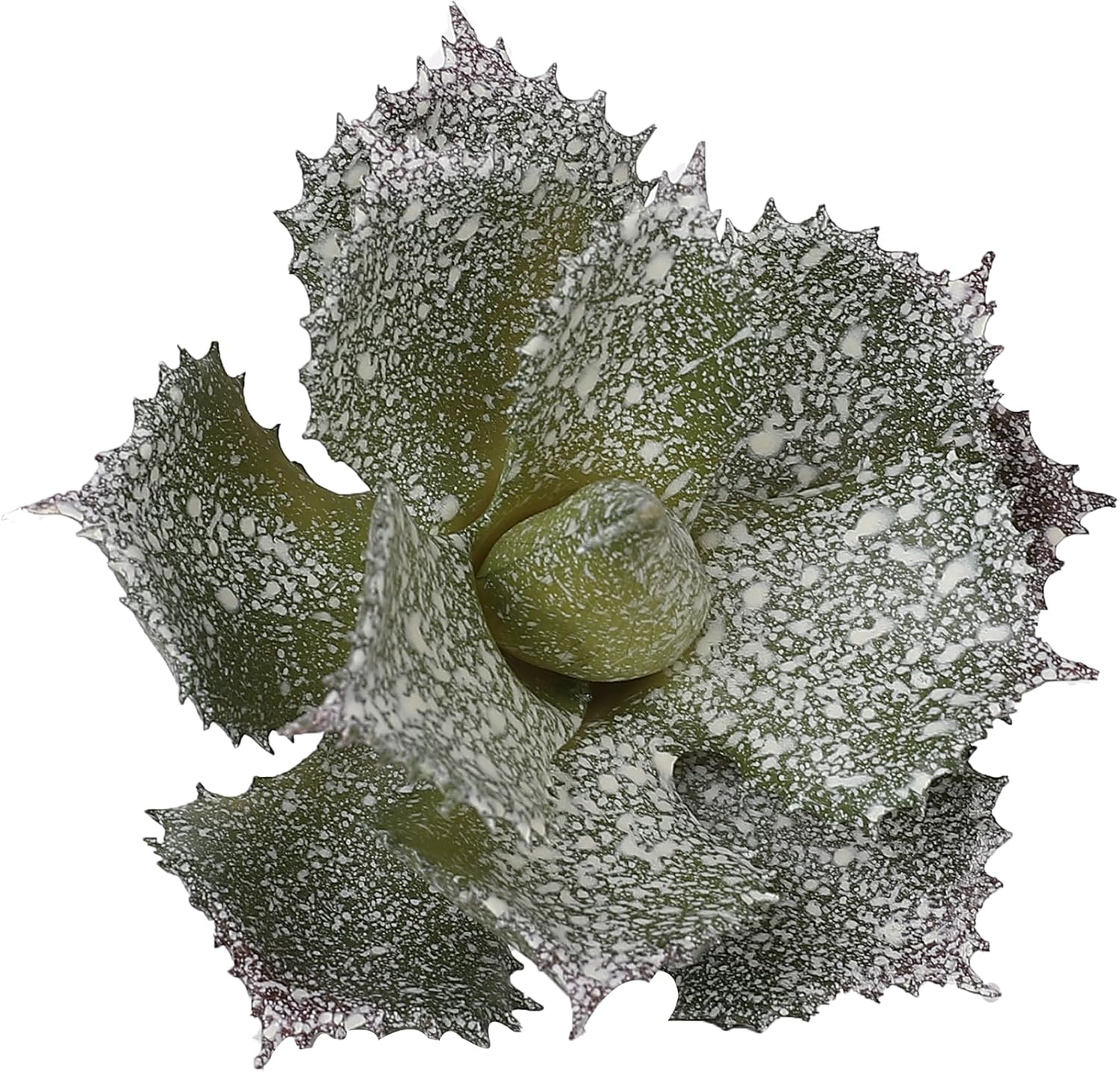 Duovlo Artificial Succulent Plant 5.15 Inch Faux Succulents Agave potatorum Flower Arrangement Craft Wall DIY Materials,Pack of 2 (New Green)