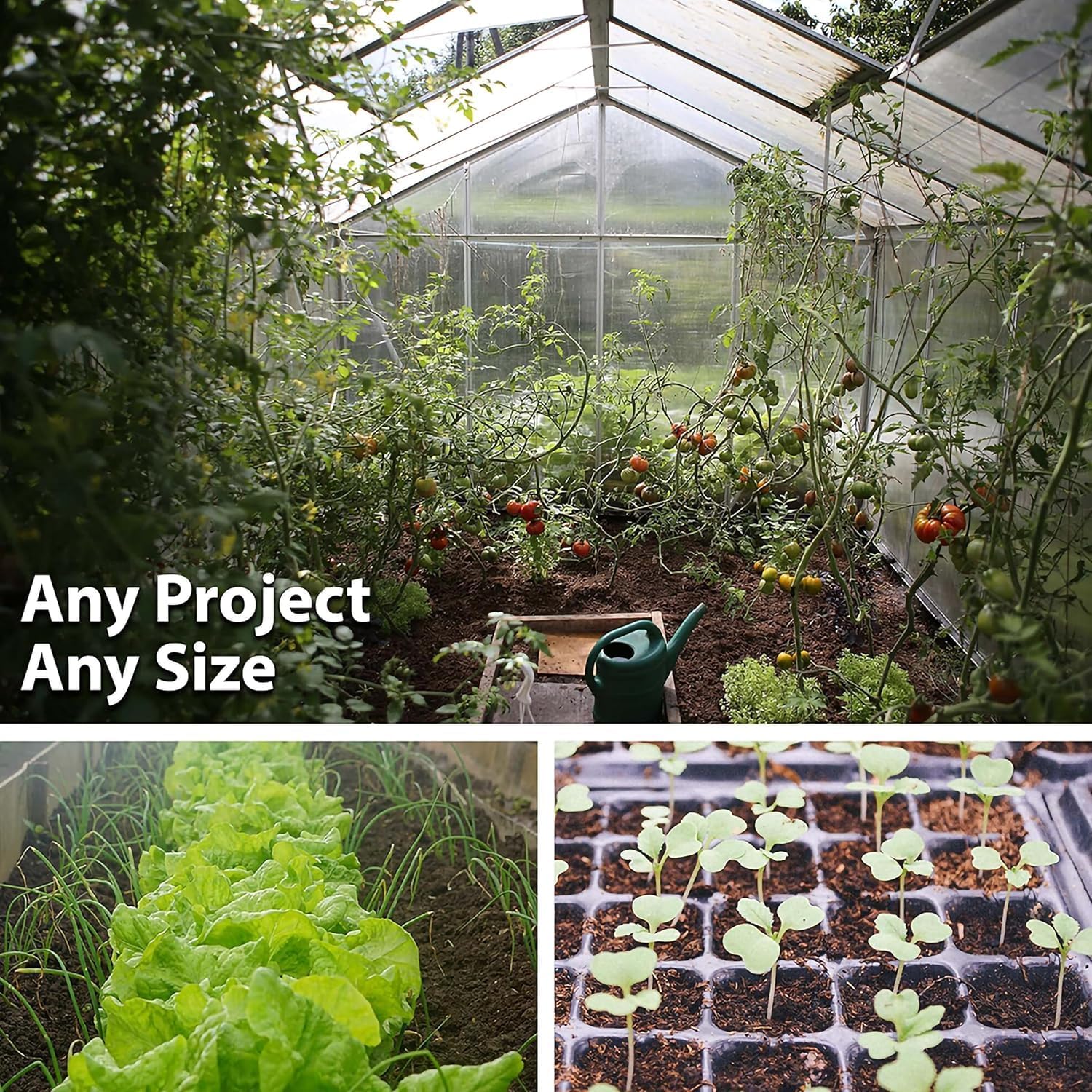 Thai Ornamental Hot Pepper 1 Lb ~195,000 Seeds – Non-GMO, Heirloom, Open-Pollinated – 50K–100K SHU – Compact, Upright Plants – Edible & Decorative – Heat-Tolerant