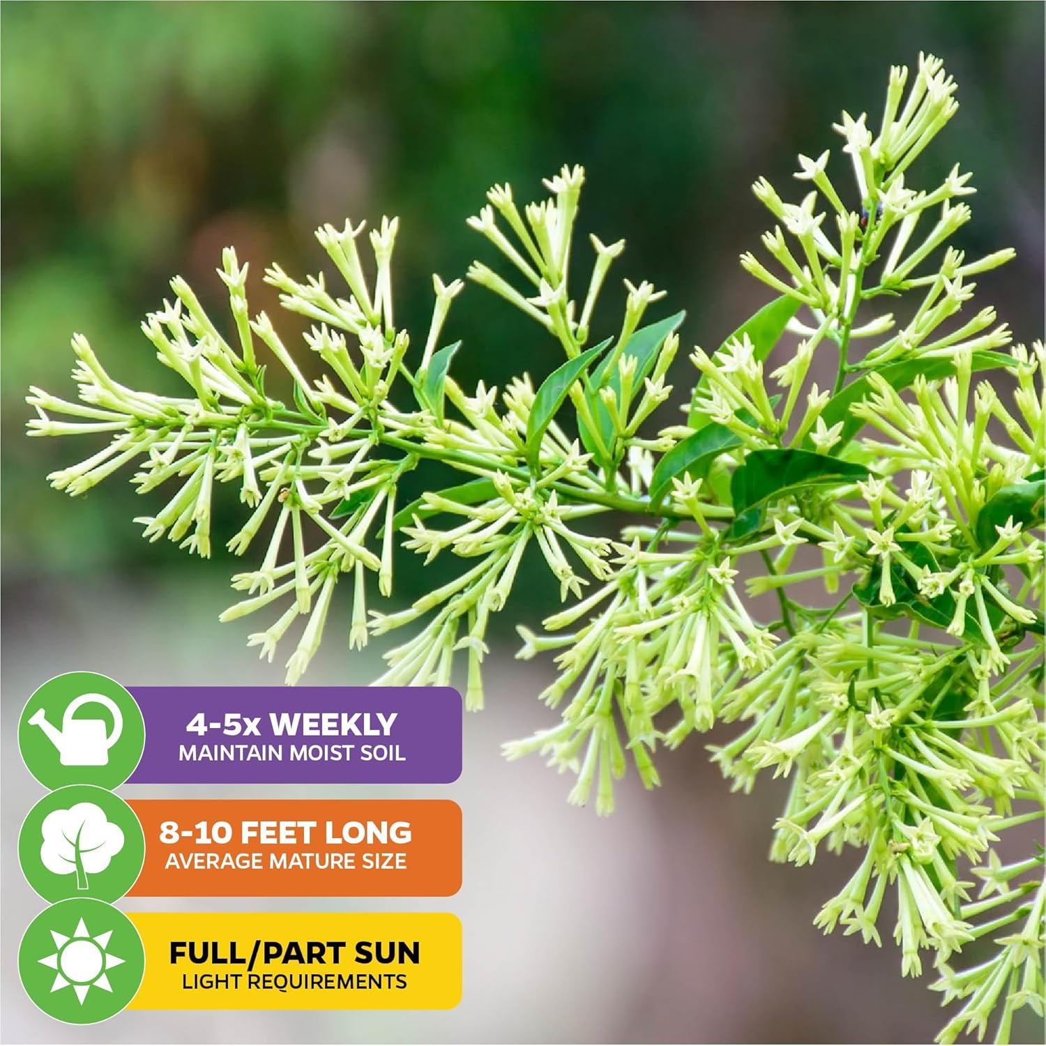 Night Blooming Jasmine Live Plant - Cestrum nocturnum - Wellspring Gardens Starter Plant