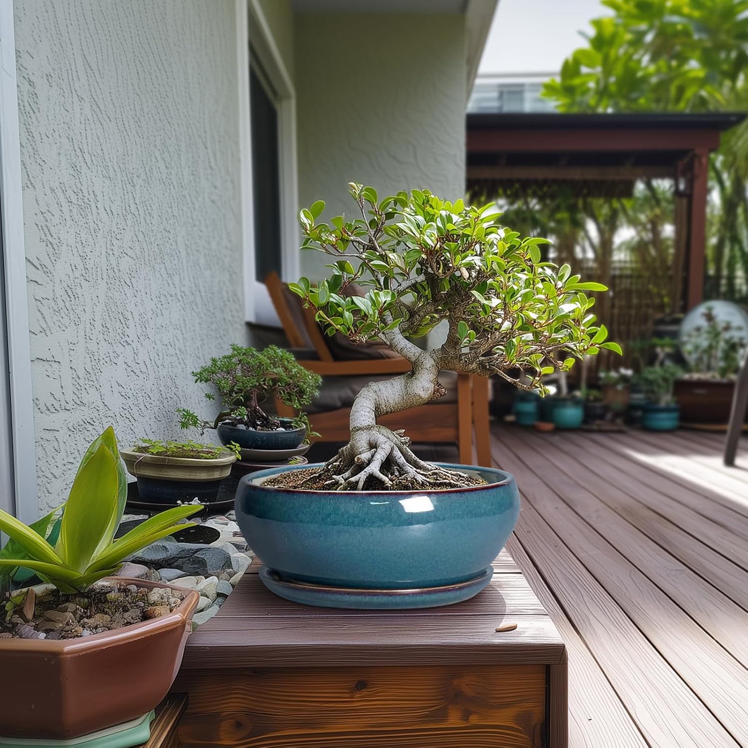 SQOWL Bonsai Pots 10 Inch - Large Ceramic Succulent Pots, Shallow Planter with Drainage Hole and Saucer, Round Planter for Indoor Outdoor, Bowl Planters, Patio Decor, Gifts for Plant Lover, Blue