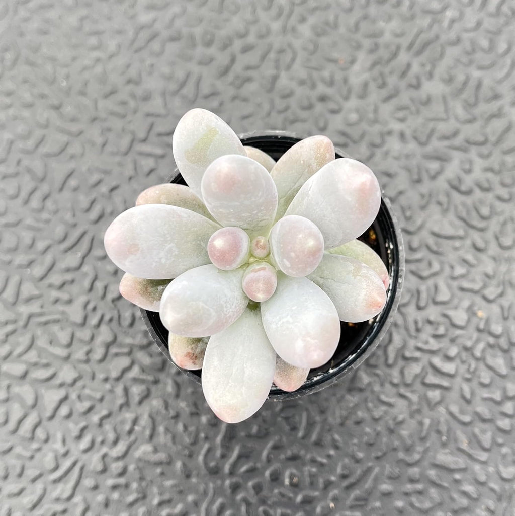 Sprout N Green Pachyphytum Sweet Dumpling, 1 Live Succulent Plant Fully Rooted in 2" Pot, House Plant for Indoor Outdoor Home Office Wedding Decoration DIY Project Party Favor