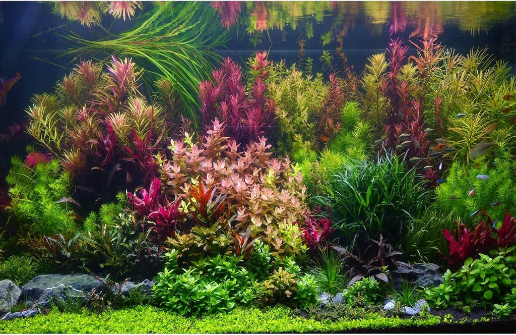 Aquarium Background Various Vivid Fresh Underwater Aquatic Plant Fish Tank Aquarium Backdrop Stone River Bed and Lake Fish Terrarium Background Decor Vinyl 30x18in