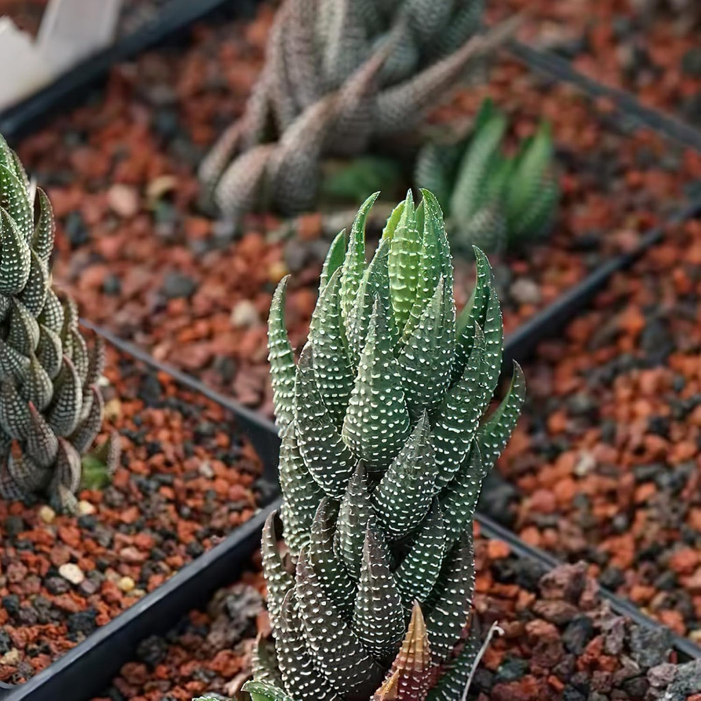 Sprout N Green Haworthia coarctata VAR. adelaidensis, Rare Live Succulent Plant Fully Rooted in 2inch Starter Pot, Home Office Indoor Outdoor Wedding Decoration DIY Projects Party Favor