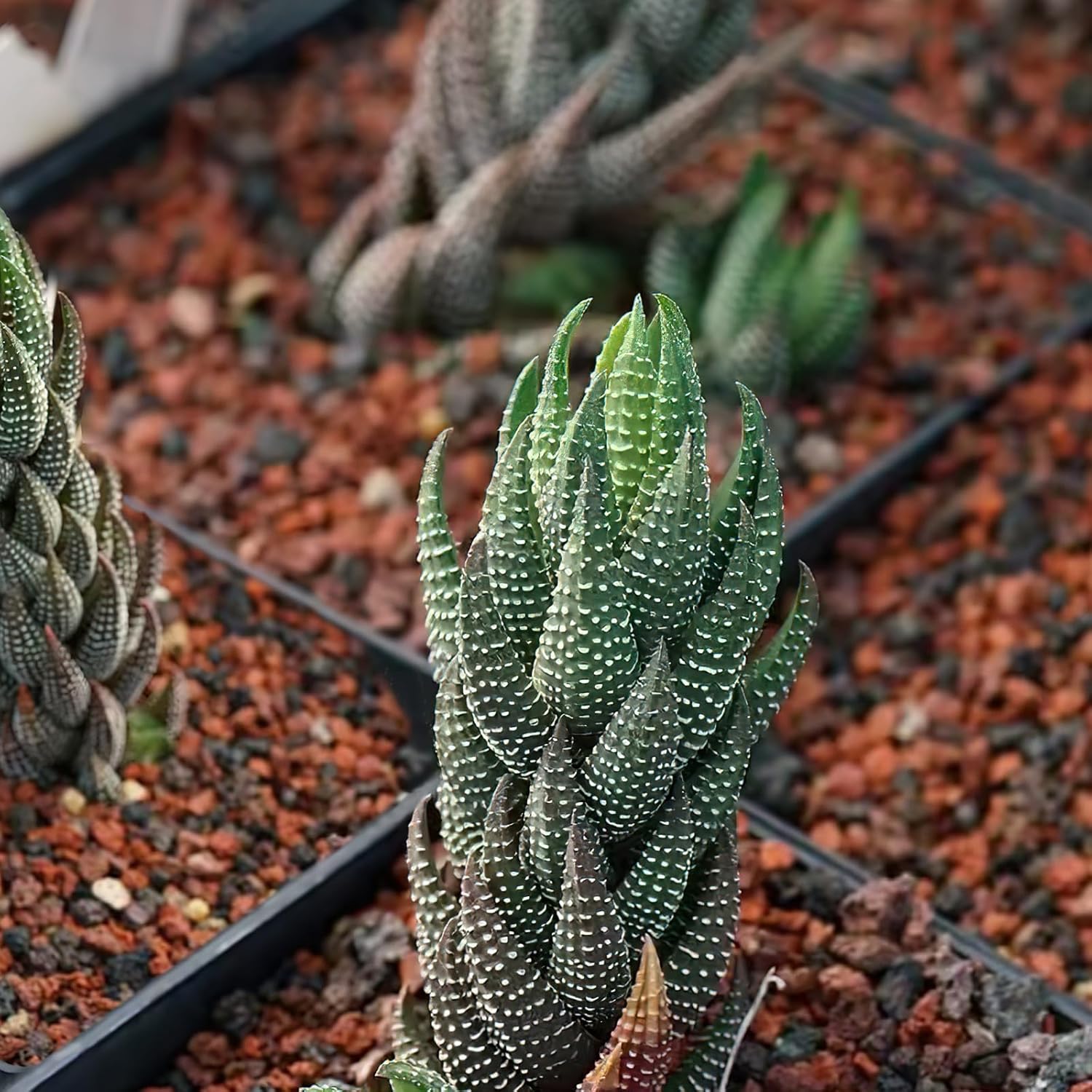 Sprout N Green Haworthia coarctata VAR. adelaidensis, Rare Live Succulent Plant Fully Rooted in 2inch Starter Pot, Home Office Indoor Outdoor Wedding Decoration DIY Projects Party Favor