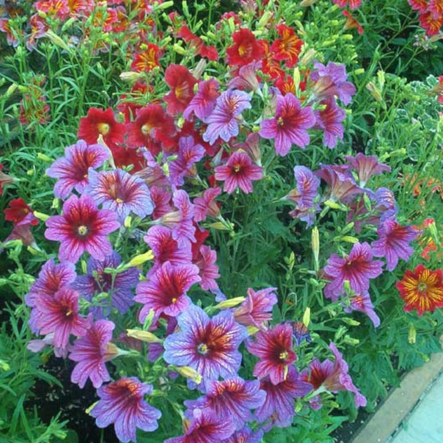 100pcs Rare Chilean Morning Glory Seeds - Mixed Color Blooms for Stunning Annual & Perennial Flowers