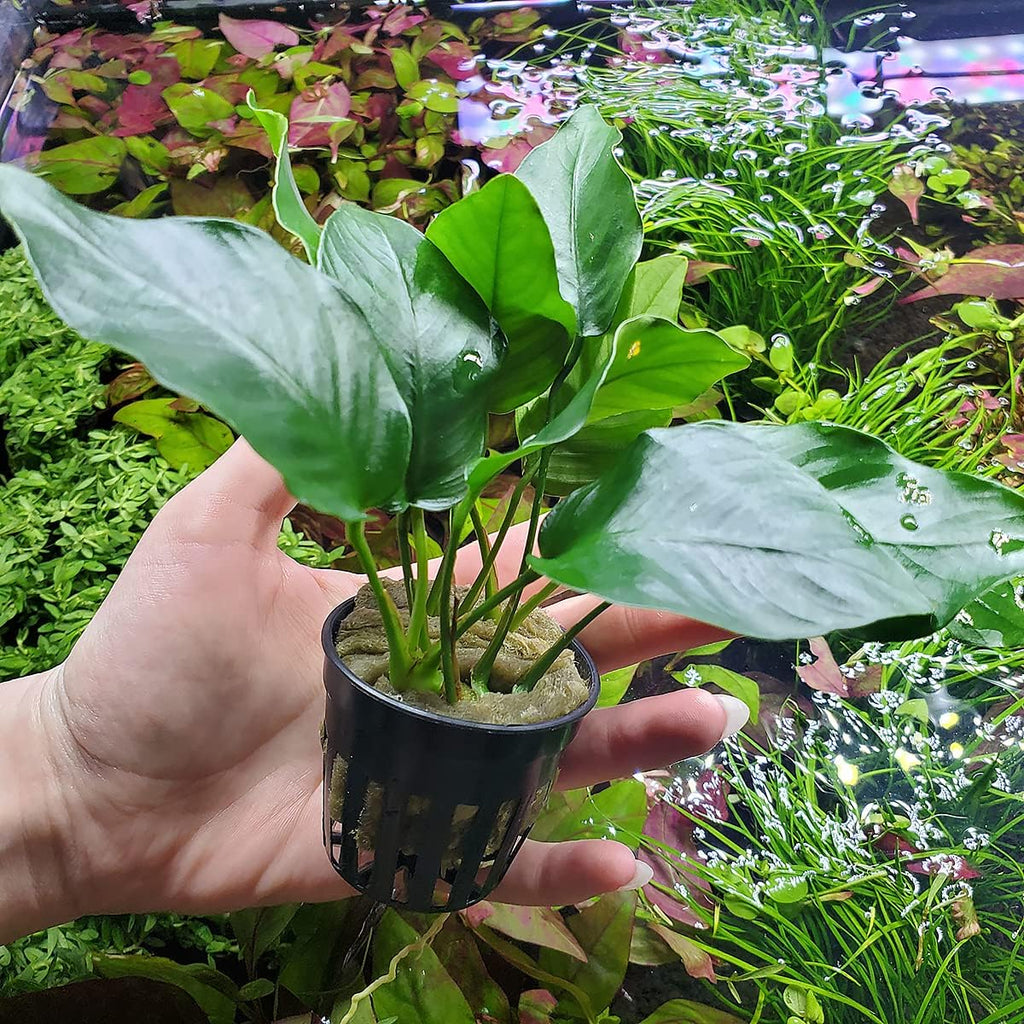 Anubias Live Aquarium Plants - Potted Freshwater Plant for Fish Tanks, Terrariums - Beginner Friendly Low Light (Barteri, 5 Pots)