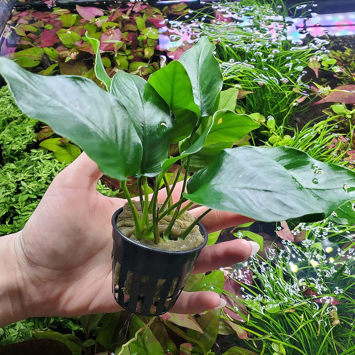 Anubias Live Aquarium Plants - Potted Freshwater Plant for Fish Tanks, Terrariums - Beginner Friendly Low Light (Barteri, 5 Pots)