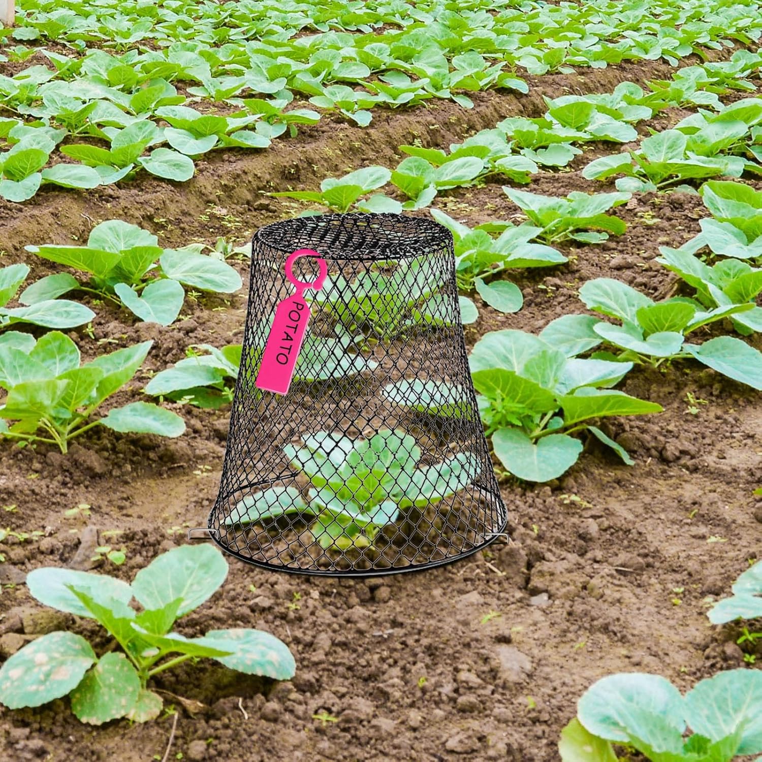 10 Pcs 11inch Chicken Wire Plant Covers,Green Wire Garden Cloches Chicken Wire Cloche Plant Protector Metal Heavy Duty Garden Plant Cloche for Keeping Bunnies Chicken Squirrels Birds Other Out