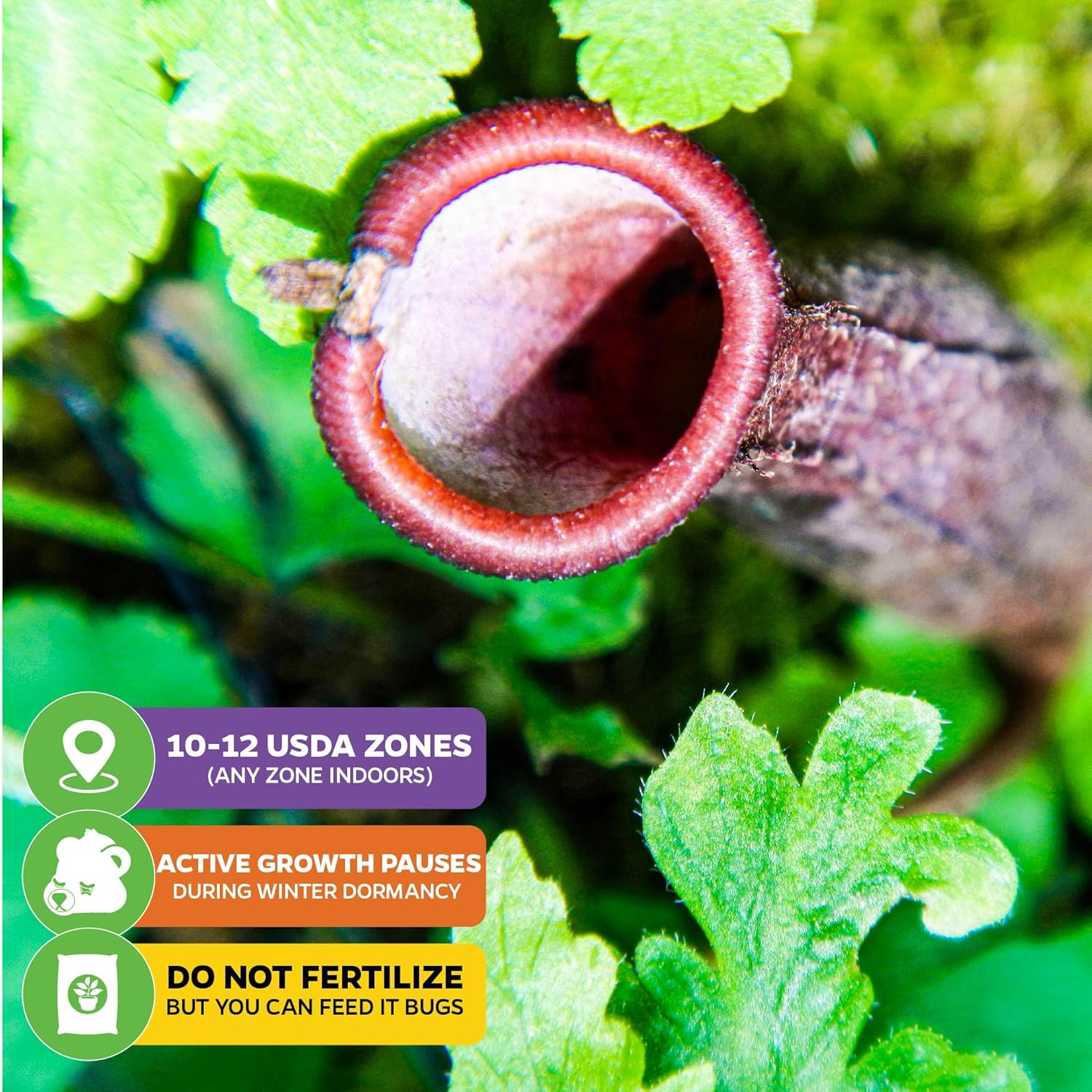 Rebecca Soper Pitcher Plant Live Carnivorous Starter Plant - Nepenthes by Wellspring Gardens