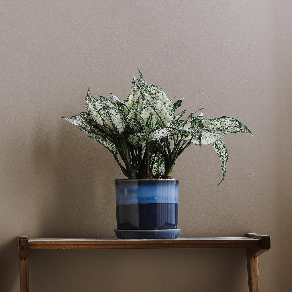 5.8 Inch Plant Pot: Ceramic Planter with Drainage Hole & Saucer for Indoor Outdoor Plants - Flowerpot with Bonded Tray for Home Office - Blue Reactive Glaze