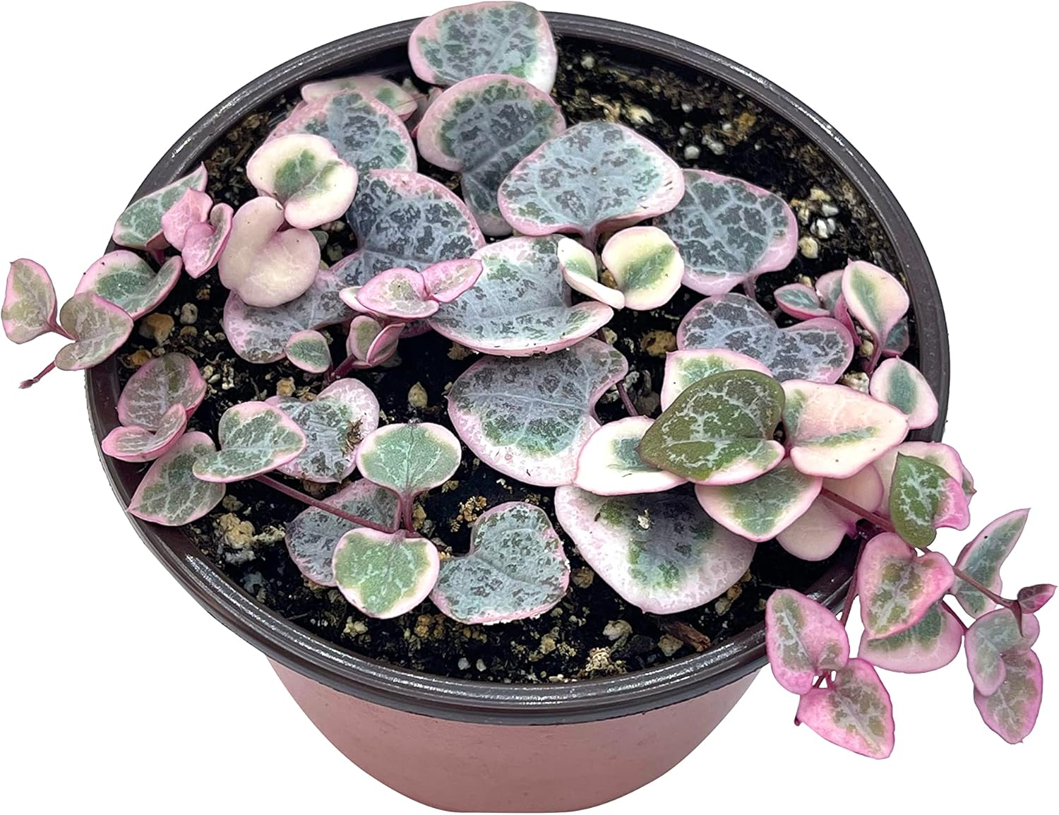 Live Succulent 4" Variegated String of Hearts, Succulents Plants Live, Succulent Plants Rooted, Hanging House Plant for Home Office Decoration, DIY Projects Party Favor Gift by The Succulent Cult
