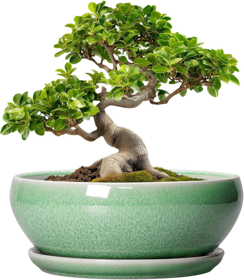 SQOWL Bonsai Pots - 10 Inch Ceramic Succulent Pots with Drainage Hole and Saucer, Shallow Planter for Indoor Plants Flowers, Round Planter Bowl, Living Room Decor, Plant Lover Gifts, Green