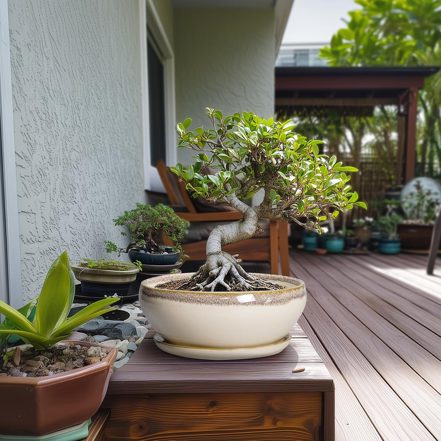SQOWL Bonsai Tree Pots - 10 Inch Ceramic Succulent Pots, Round Shallow Planter with Drainage Hole and Tray, Bowl Planter for Indoor Outdoor Plants Flowers, Room Decor, Garden Gifts, Beige