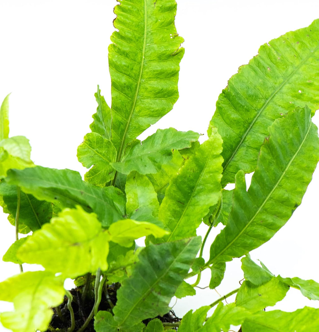 Java Fern Live Aquarium Plants – Windelov, Narrow Leaf & More– Easy Aquascaping Plants for Freshwater Tanks, Low Light, No CO₂ (Bolbitis Heteroclita on Nutripad)