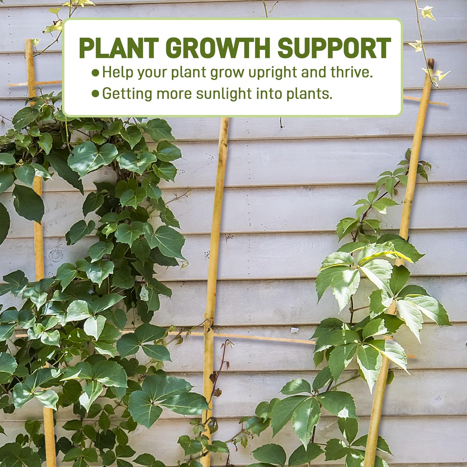 Avalution 10 Pack Bamboo Trellis for Climbing Plants, 2 FT Garden Ladder Trellis for Potted Plants Indoor, Fan-Shaped Small Plant Support Trellis for Houseplants Ivy Hoya Vine Monstera