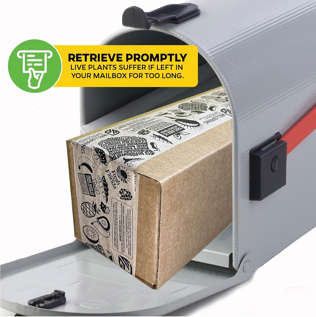 Rebecca Soper Pitcher Plant Live Carnivorous Starter Plant - Nepenthes by Wellspring Gardens