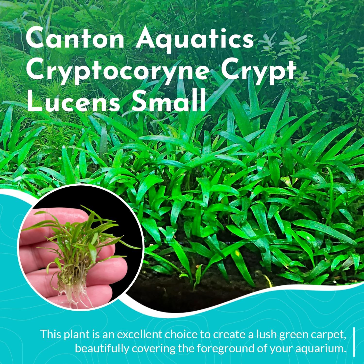Cryptocoryne Crypt Lucens Small