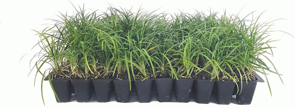 Mondo Grass - 10 Live Plants - Ophiopogon Japonicus - Shade Loving Evergreen Groundcover