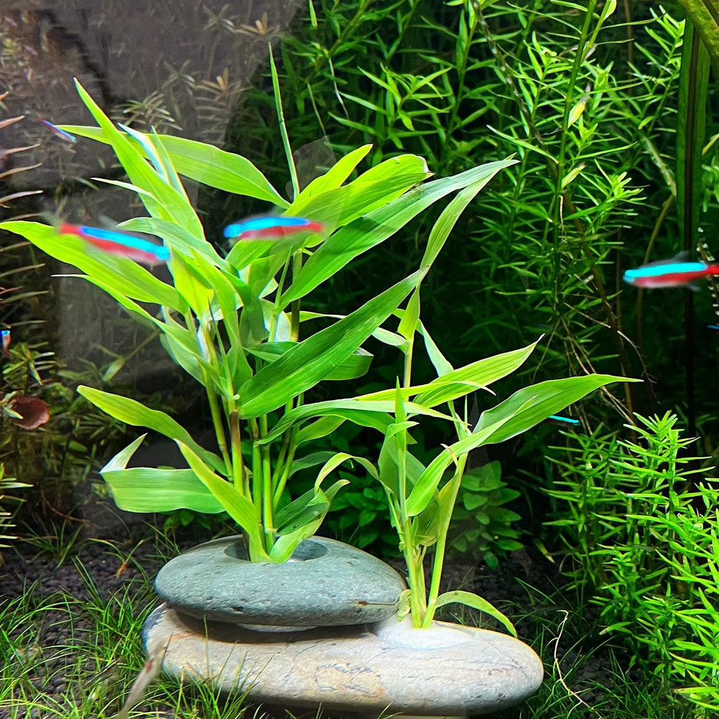 Natural River Stone Plant Weights for Aquarium, Handmade Pebble Anchors for Aquatic Plants, Fish Tank Decorations, Unique Shape & Size, Landscape Plant Weights (Small 0.8″ Hole 6pcs)