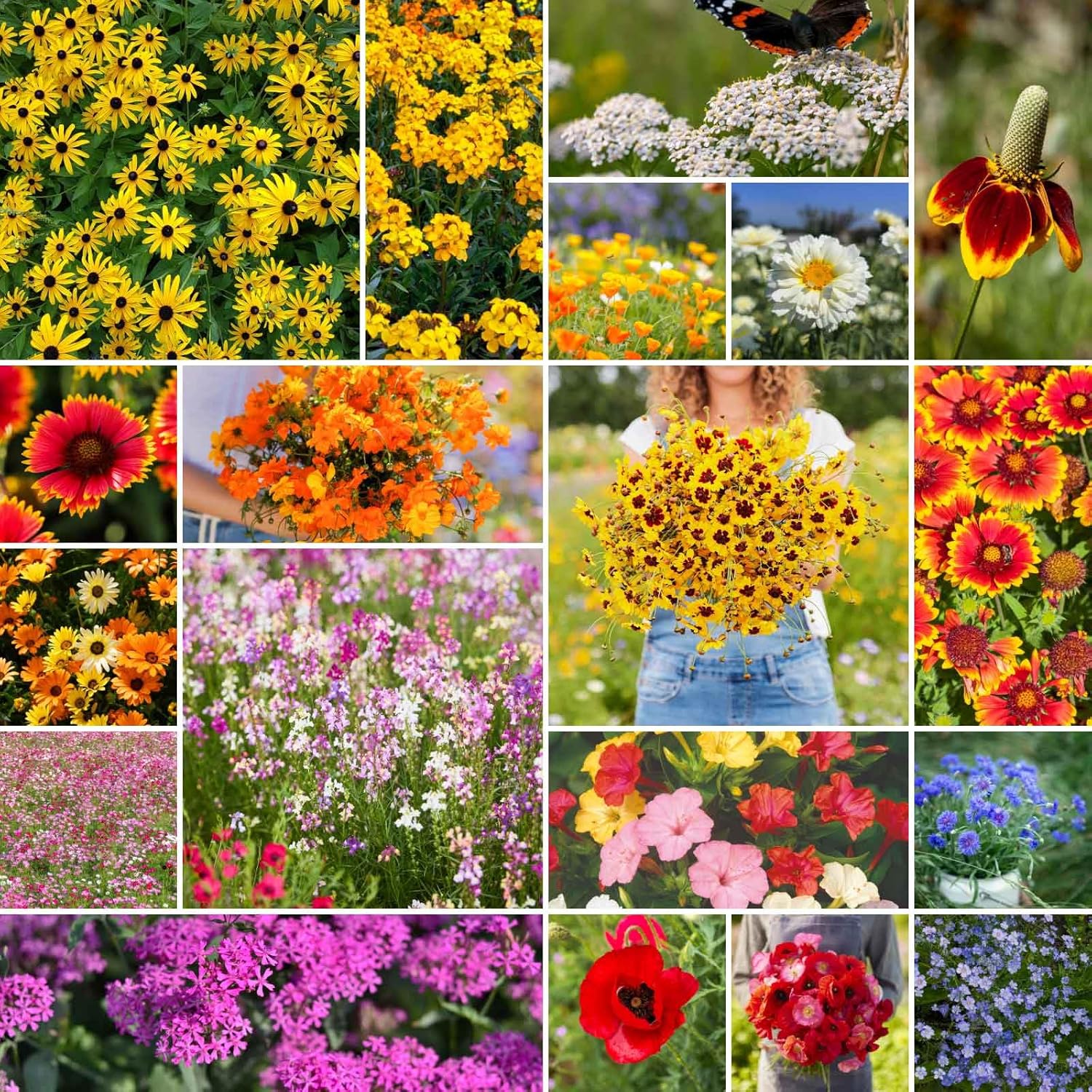 Eden Brothers Dry Area Wildflower Mixed Seeds for Planting, 25 lb, 12,000,000+ Seeds with Cosmos, African Daisy, Blue Flax, Attracts Pollinators, Plant in Spring or Fall, Zones 3, 4, 5, 6, 7, 8, 9, 10