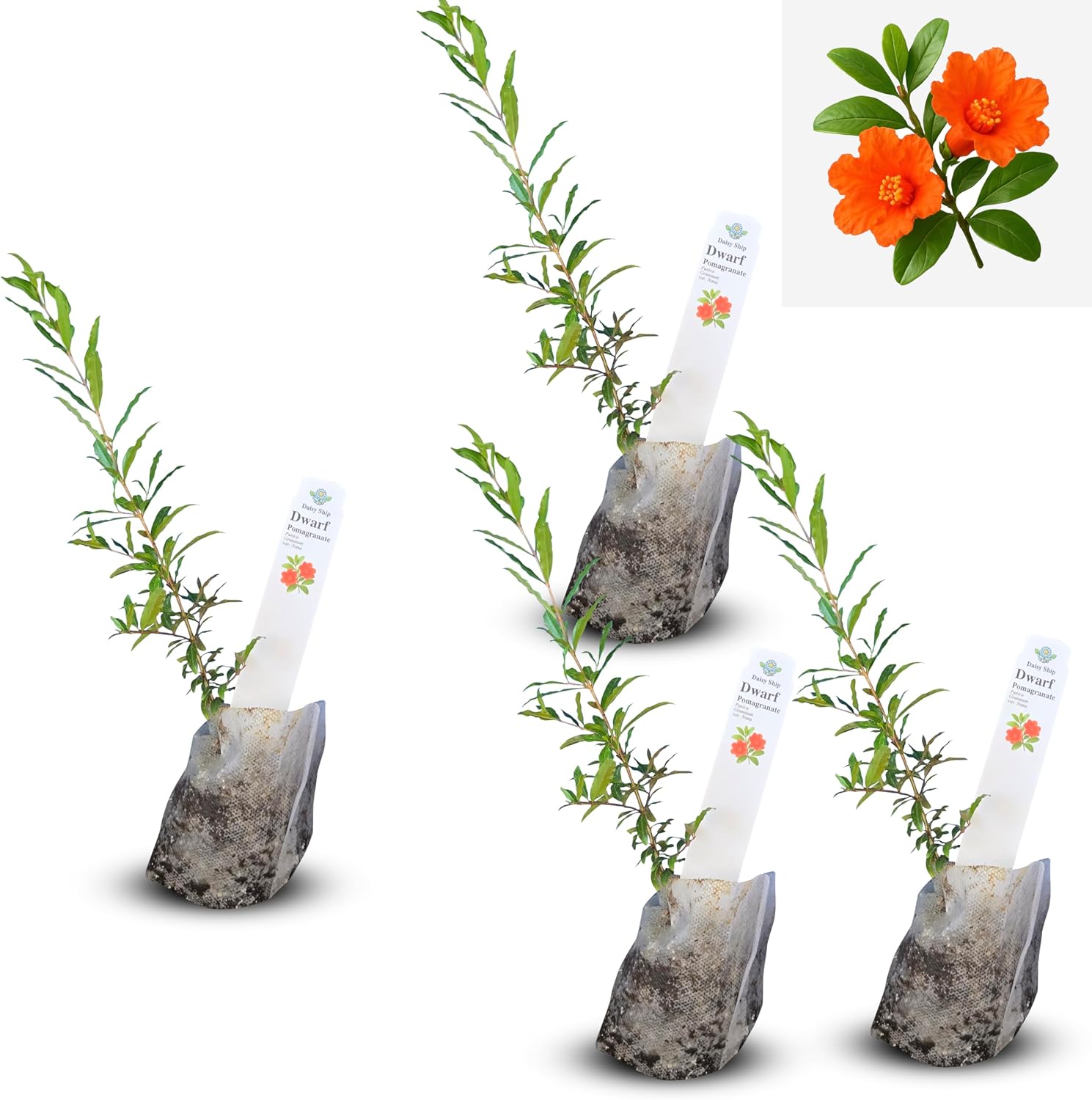 Live Dwarf Pomegranate Plant (Punica Granatum) - Compact, Ornamental Fruit Bearing Shrub, Indoor/Outdoor (4 pom-Dwarf sacs)