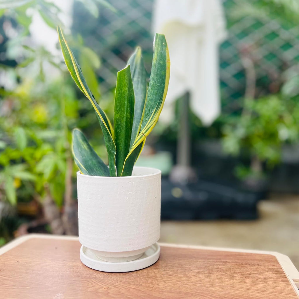 Nihow 5.7 Inch Plant Pot, Ceramic Pots for Plants with Drainage Hole and Saucer, Plant Pots Indoor for Home Garden Patio Office, Cylinder Planters for Indoor Plants, White