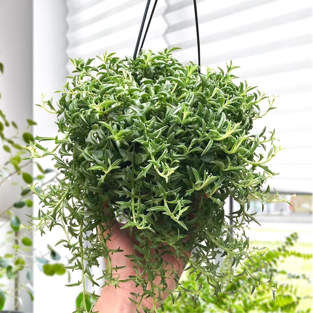 Live Succulents String of Dolphins (4-inch), Succulent Plants Fully Rooted in Pots with Soil, Easy-Care House Plant for DIY, Home Office Decor, Wedding Party Favor