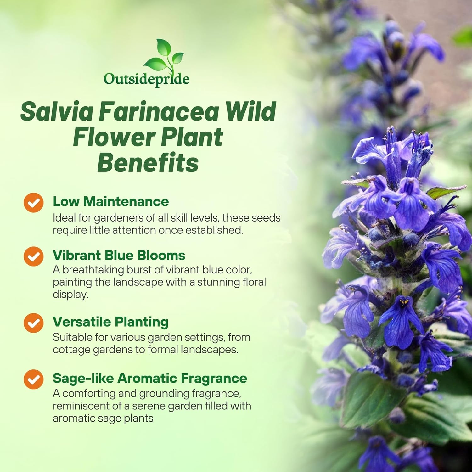 Outsidepride Blue Sage Seeds - 1/4 Lb. Perennial, Drought-Tolerant & Deer-Resistant Wildflower Seeds w/Fragrant Blooms for Pollinator Attractant for Butterfly & Hummingbird Gardens & Landscaping