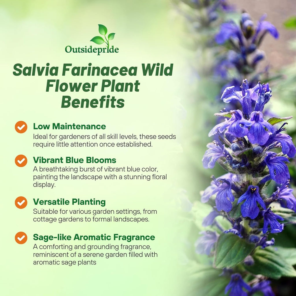 Outsidepride Blue Sage Seeds - 5000 Pcs Perennial, Drought-Tolerant & Deer-Resistant Wildflower Seeds w/Fragrant Blooms for Pollinator Attractant for Butterfly & Hummingbird Gardens & Landscaping