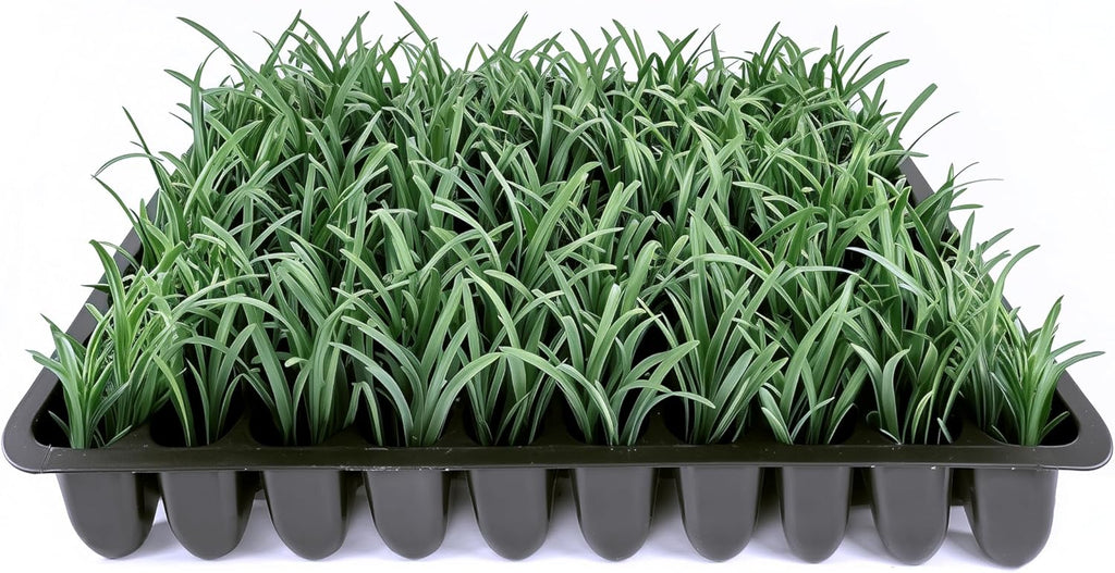 Dwarf Mondo Grass | 20 Live Plants | Ophiopogon Japonicus Nana | Lush Ground Cover | Shade Loving Low Maintenance Garden Solution | Ideal for Landscaping and Borders | Hardy and Evergreen