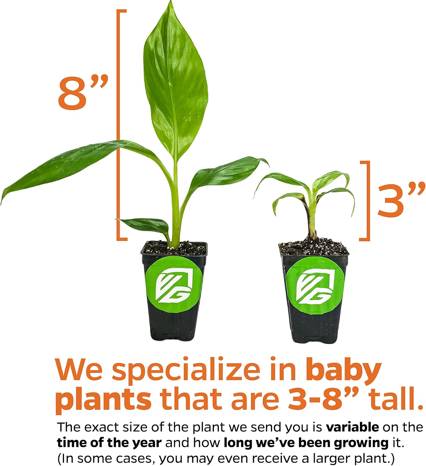 Truly Tiny Banana Live Plant - Musa 'Truly Tiny' by Wellspring Gardens - Petite Beauty, Edible Bananas, Red Variegation, Outdoor Banana Tree, Homegrown Edible Bananas - Starter Plant