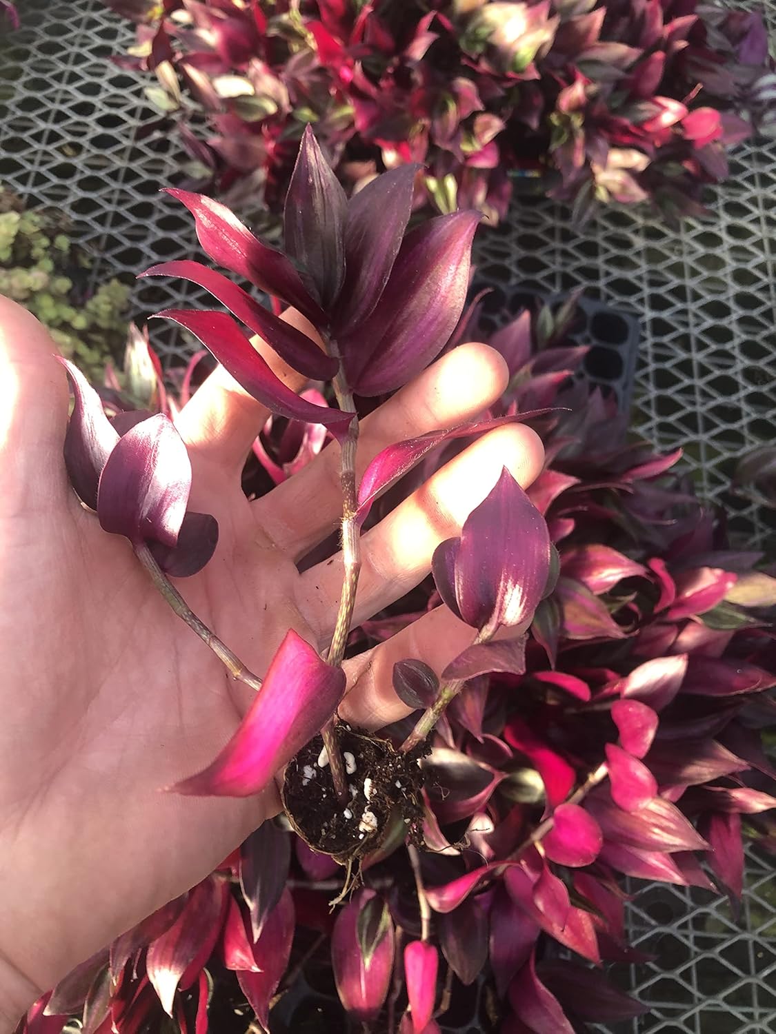 Tradescantia Zebrina ~ 10 Rooted cuttings ~ Red Gem ~ Rare Wandering Jew (5 Pieces)