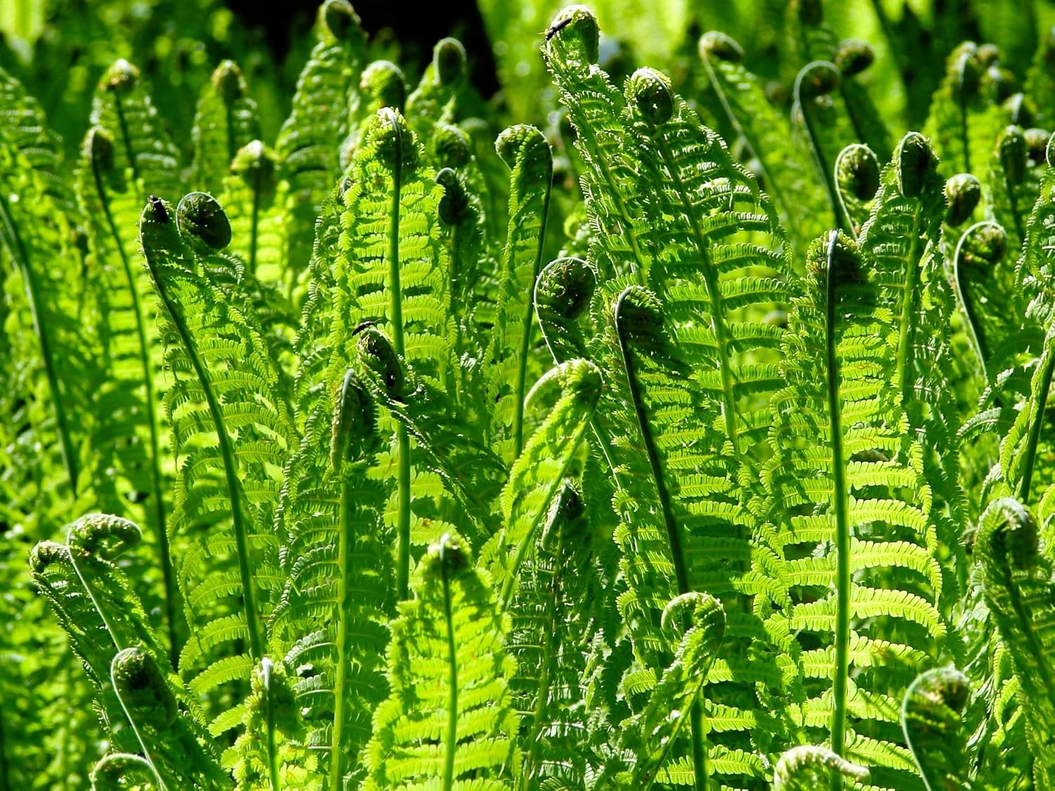 Greenwood Nursery: Live Perennial Plants - Ostrich Fern + Matteuccia Struthiopteris - [Qty: 1x Pint Pot] - (Click for Other Available Plants/Quantities)