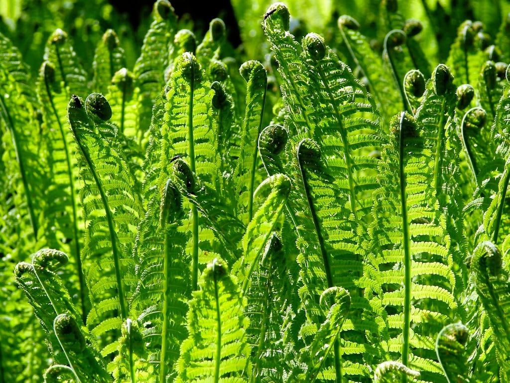 Greenwood Nursery: Live Perennial Plants - Ostrich Fern + Matteuccia Struthiopteris - [Qty: 5X Pint Pots] - (Click for Other Available Plants/Quantities)
