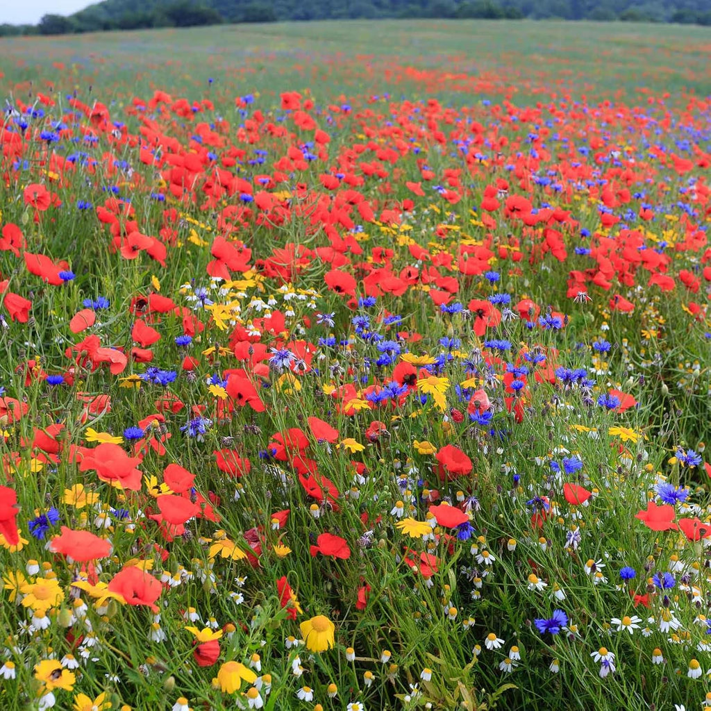 Eden Brothers Back to Basics Flower Mixed Seeds for Planting, 5 lb, 2,400,000+ Seeds with Cornflower Tall Blue, Corn Daisy, Attracts Pollinators, Plant in Spring or Fall, Zones 3, 4, 5, 6, 7, 8, 9, 10