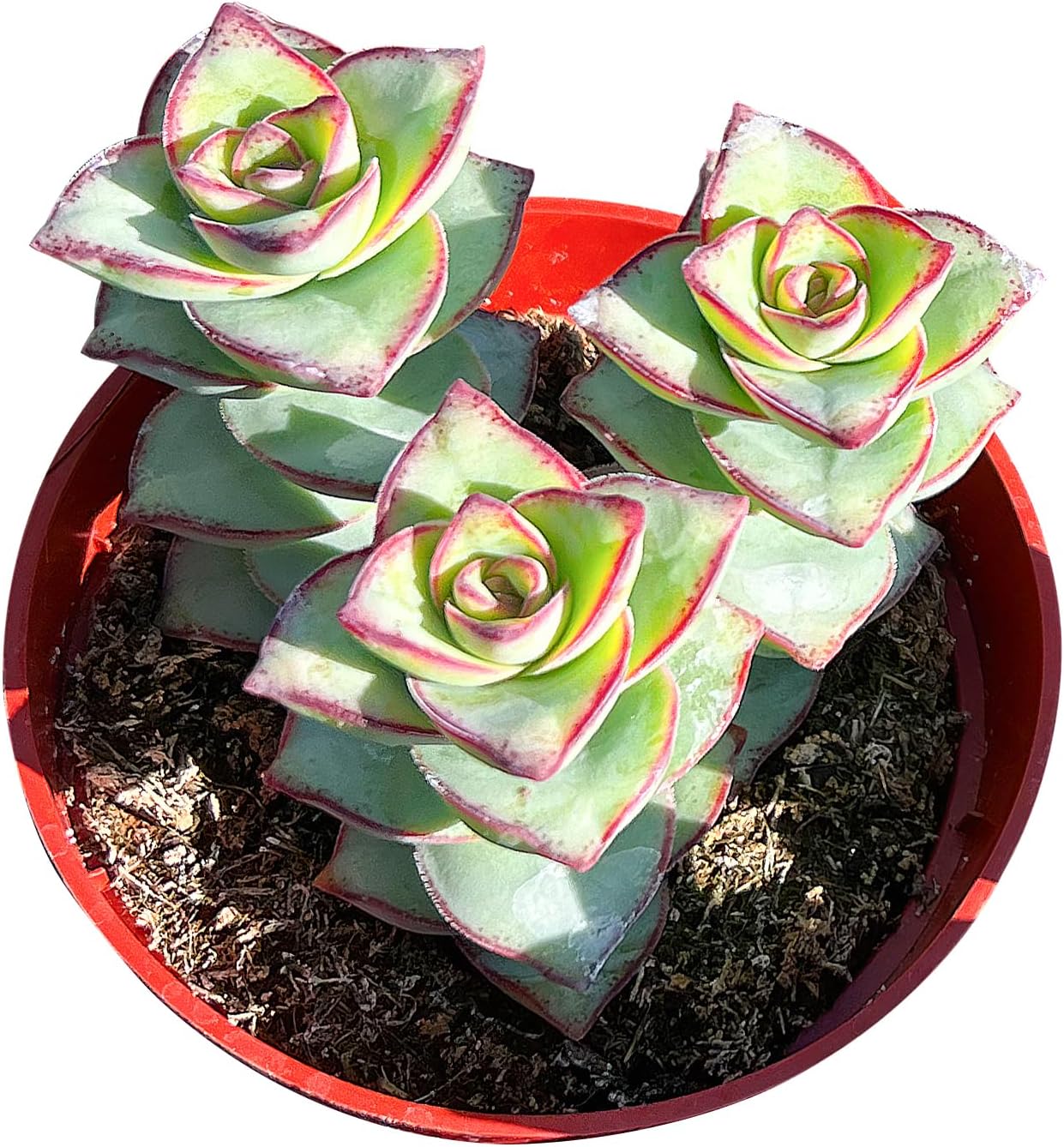 Sprout N Green Crassula Perforata subsp. Perforata in 4 inch Starter Pot, Rare Live Succulent Plant Fully Rooted, Home Office Indoor Outdoor Wedding Decoration DIY Projects Party Favor