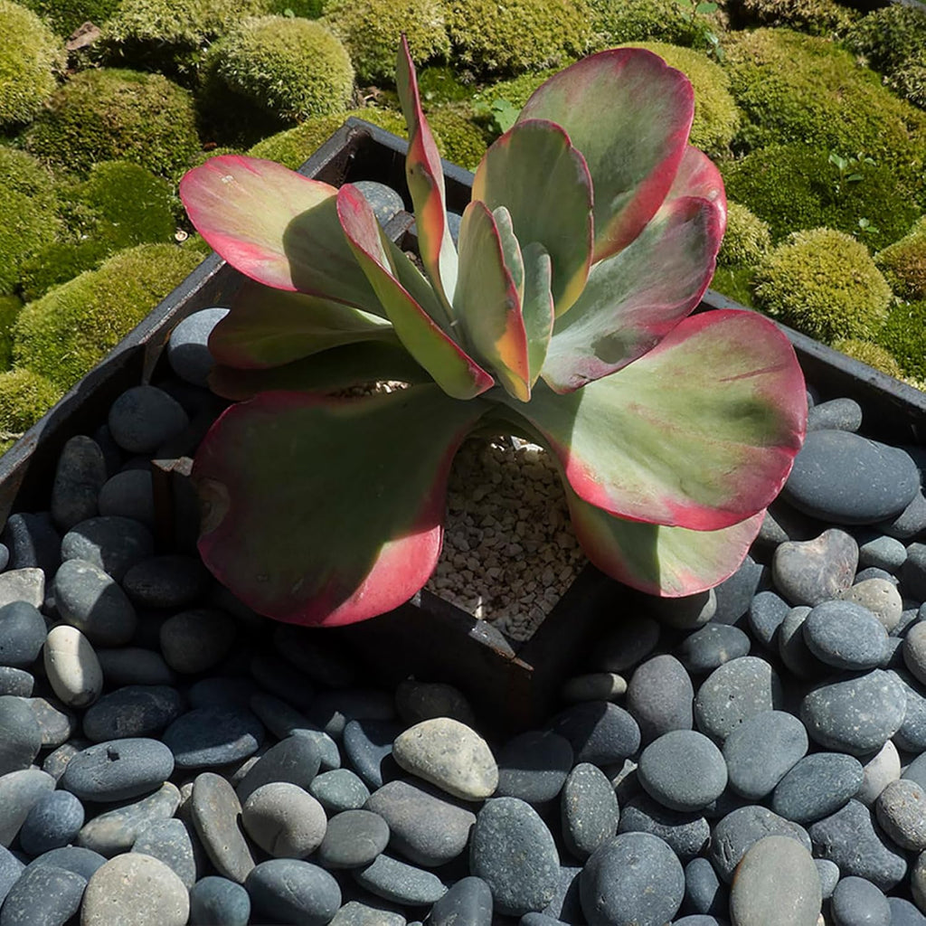 Black River Rocks for Landscaping, 3-4 Inch Premium Pebbles for Plants and Garden, Black Stones for Potted Plants, Fish Tanks, DIY Pathway and Backyard,Crafts, Walkways(20lbs Bulk)