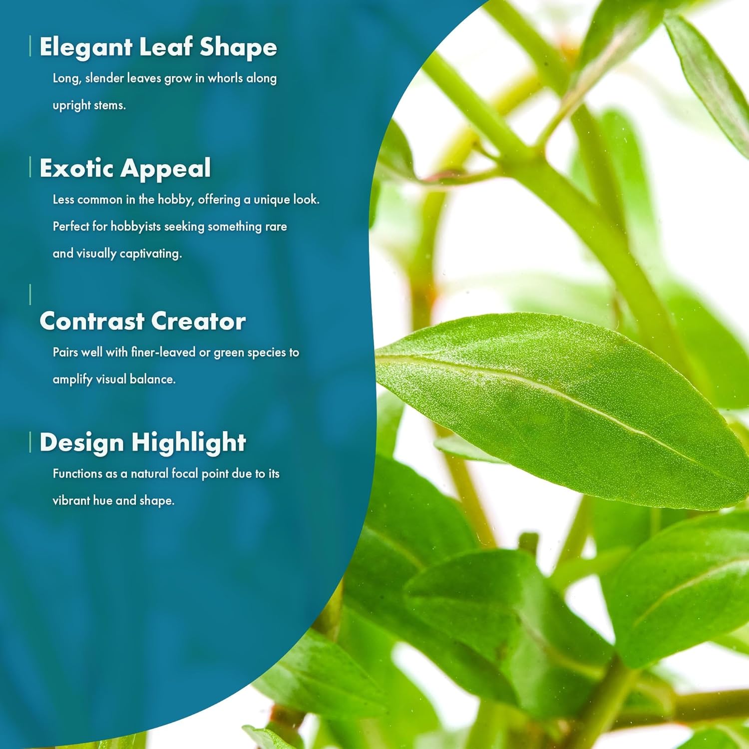 Live Plants - Ammannia Sulawesi - Orange to Pink Stem Plant for High Light Freshwater Aquarium Aquascapes, Midground to Background, Orange, Pink, Green Accent - Lead Bunch