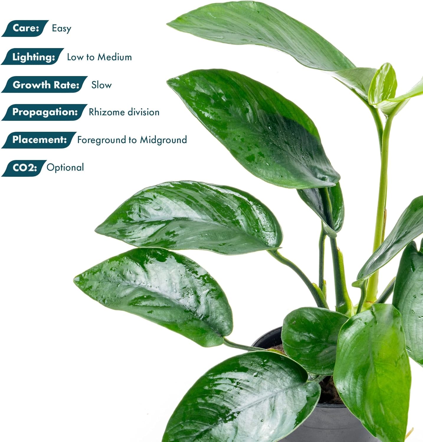 Anubias Live Aquarium Plants - Anubias Nana Tropica (Anubias barteri Nana) - Low Light Epiphytic Rhizome for Foreground to Midground Freshwater Aquascapes, Dark Green Accent - Pot