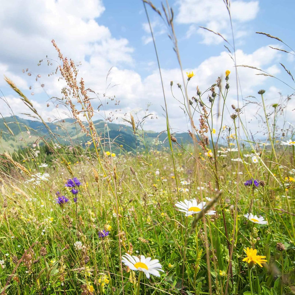 Rocky Mountain Wildflower Seed Mix - 5 Gram Packet - 22 Wild Flower Seed Varieties - Annuals, Perennials and Bi-Annuals - Flower Garden