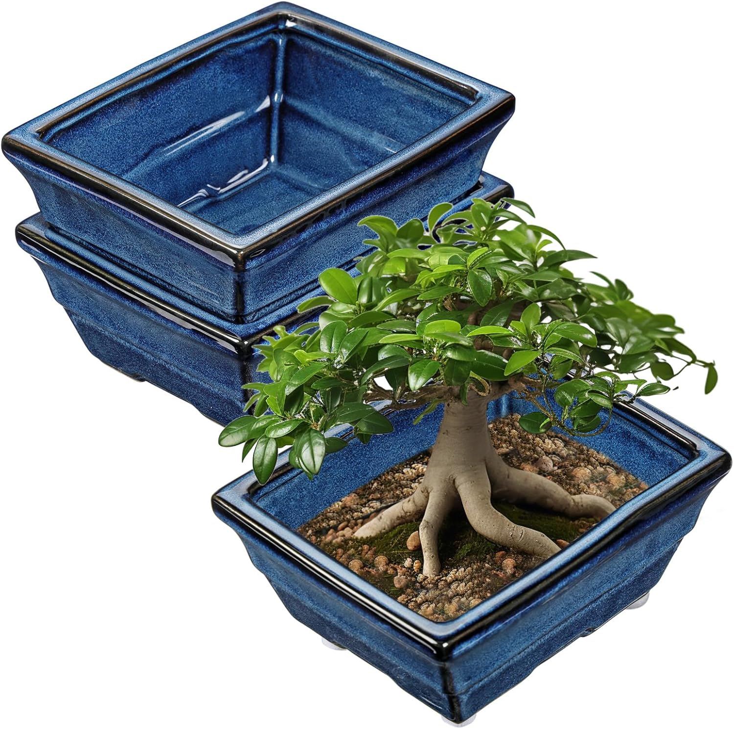 Blue Glazed Ceramic Bonsai Tree Pots with Drainage Hole, Set of 2 Rectangular Bonsai Pots Planters for Indoor & Outdoor Use, 8 Inch Shallow Bonzie Tree Pot for Succulents, Cacti, Orchids, Herbs