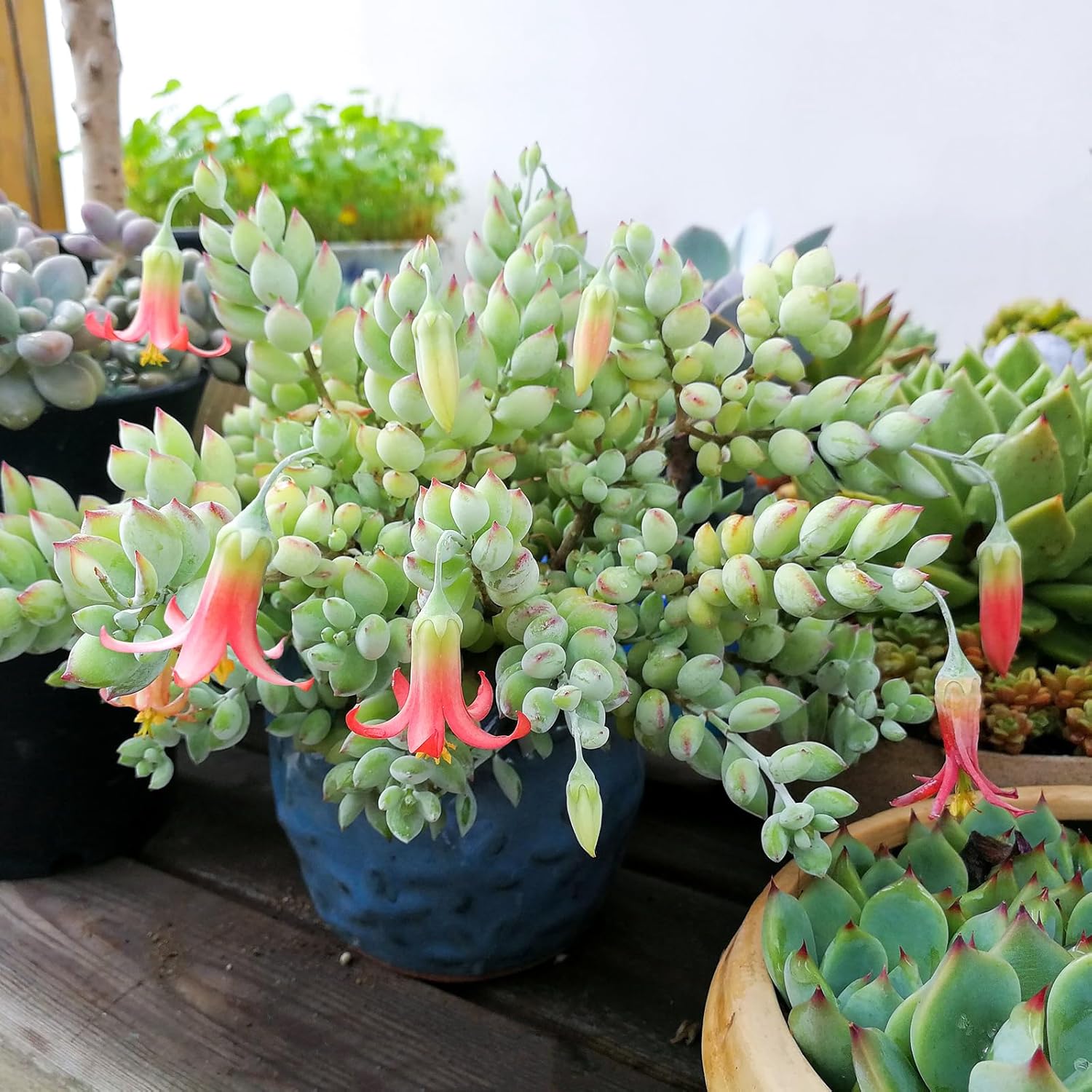 4" Cotyledon Pendens in White Stripe Pot, Live Succulent Rare House Plant for Home Office Wedding Indoor Outdoor Decoration, DIY Projects, Party Favor