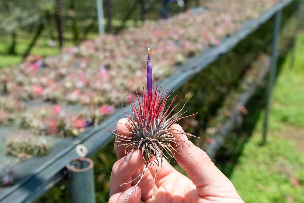 12 Pack Air Plants Ionantha Mexican-Colors and Shape Varies Due to Seasonality-Live Tillandsia Succulent for House Air Plants Holder-Available in Wholesale and Bulk-Easy Care Indoor and Outdoor Plants