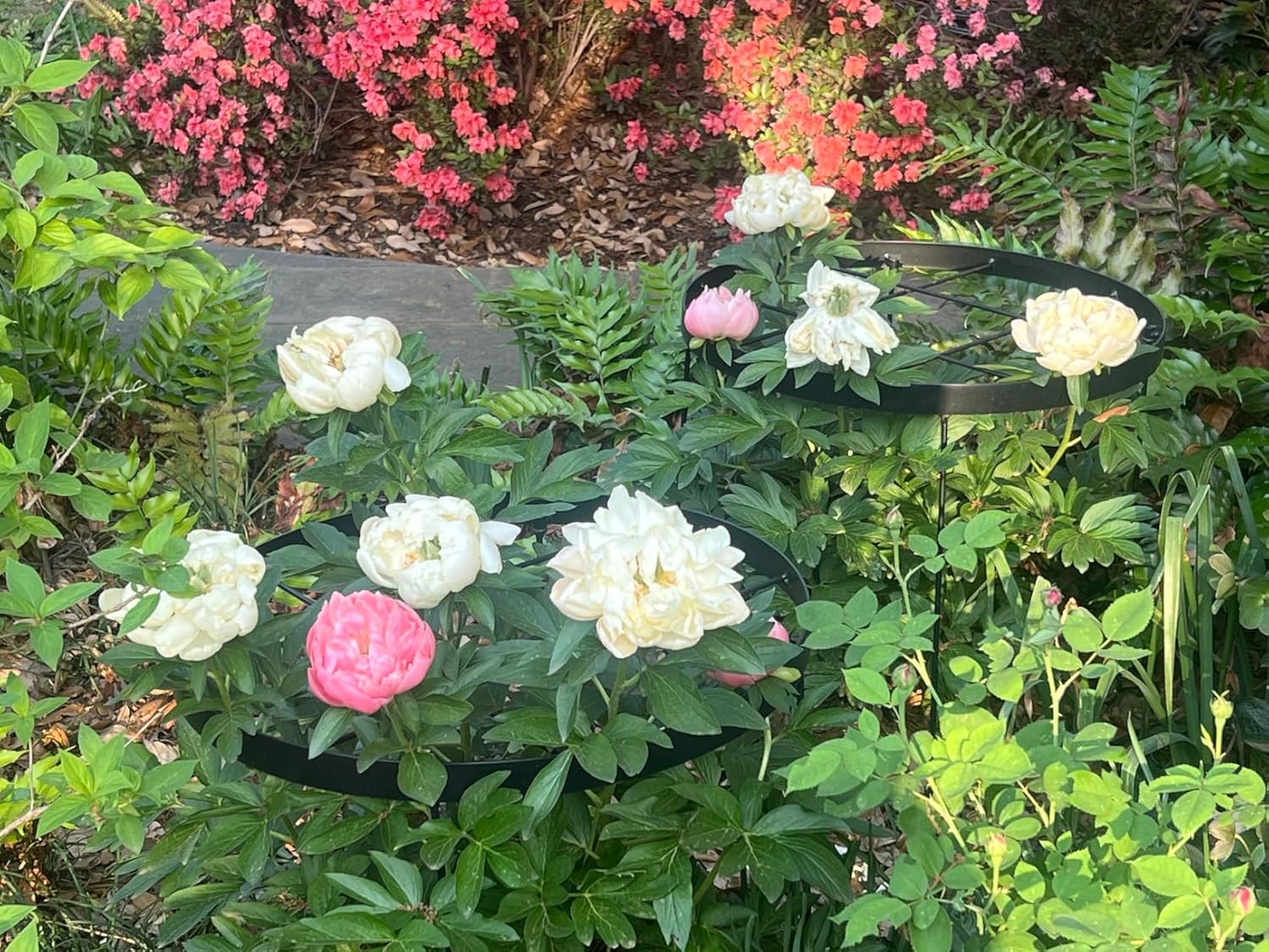 Large Peony Cages and Supports 18.9"x23.6" - Durable Round Garden Flower Rings | Tall Plant Support Stakes for Outdoor Peonies | Enhances Peony Planting Success with Secure Grounding