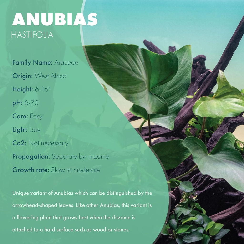 Anubias Live Aquarium Plants - Potted Freshwater Plant for Fish Tanks, Terrariums - Beginner Friendly Low Light (Hastifolia, 1 Pot)