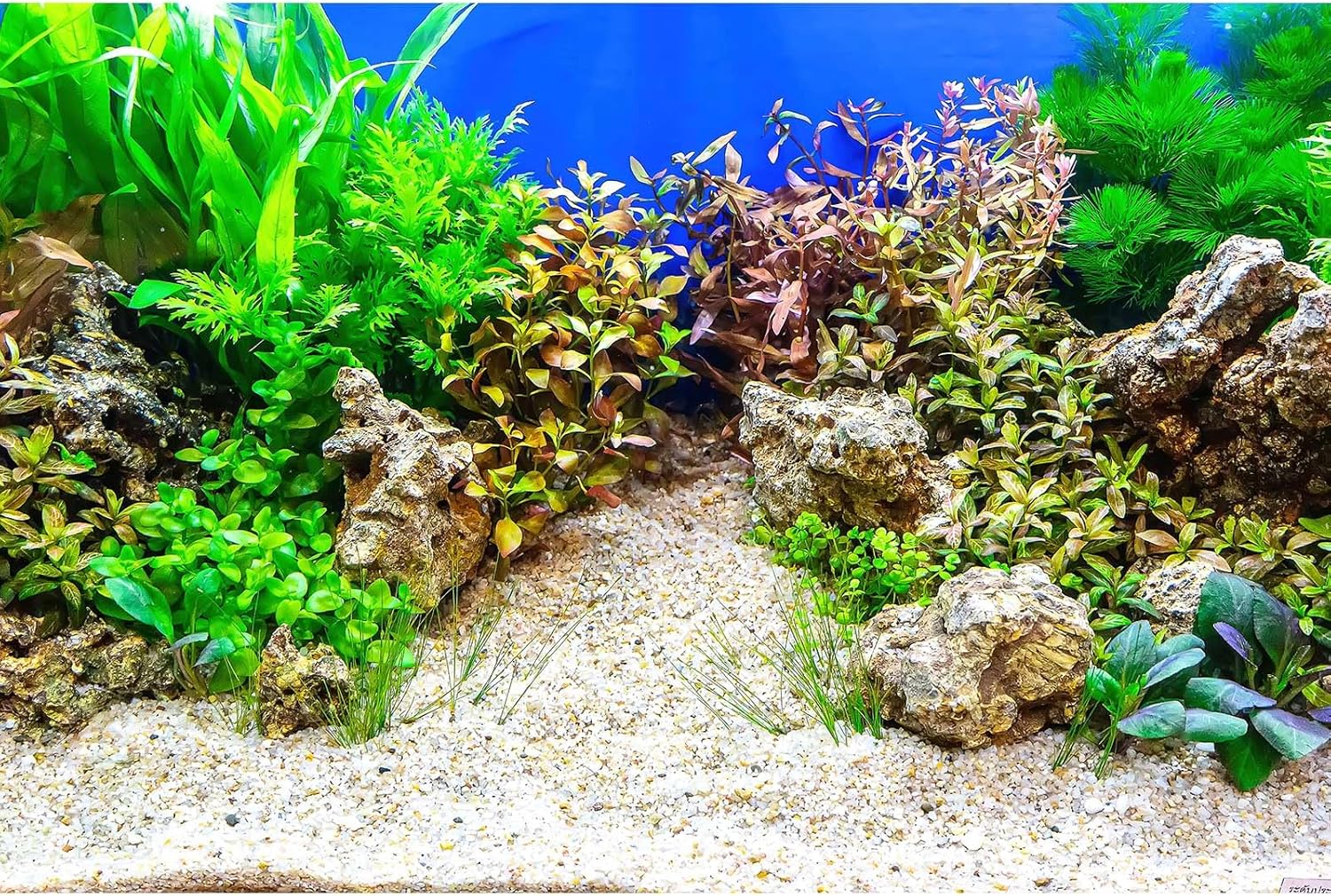 Aquarium Background Underwater Grass Leaves with Pebble Aquarium Backdrop Vivid and Fresh Green Aquatic Plant Stone River Bed and Lake Fish Tank Background Decor Vinyl 72x24in