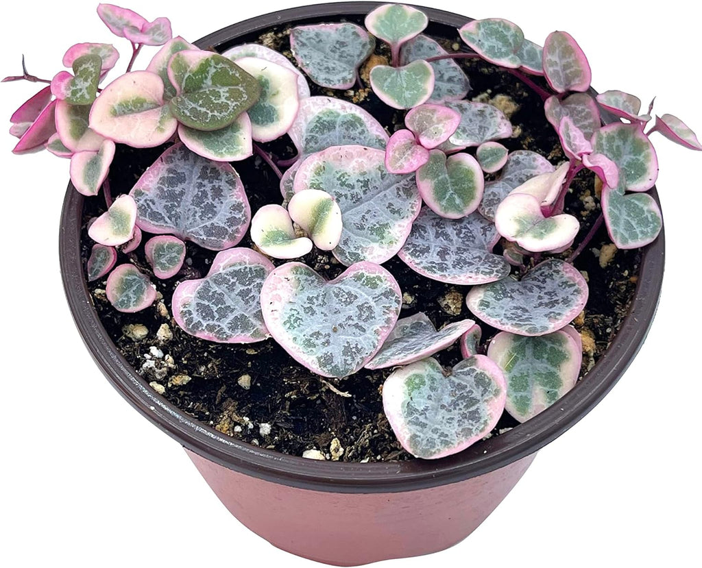 Live Succulent 4" Variegated String of Hearts, Succulents Plants Live, Succulent Plants Rooted, Hanging House Plant for Home Office Decoration, DIY Projects Party Favor Gift by The Succulent Cult